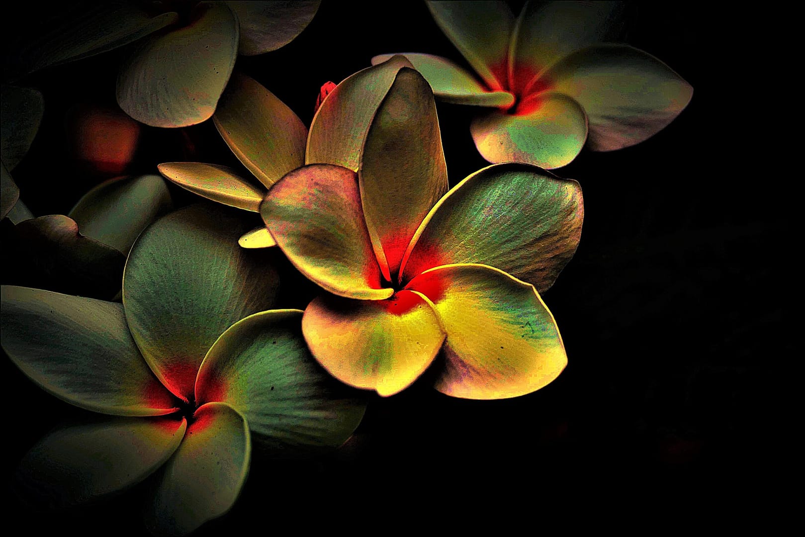 Dark tropical flowers with glowing red and yellow centers against a black background.