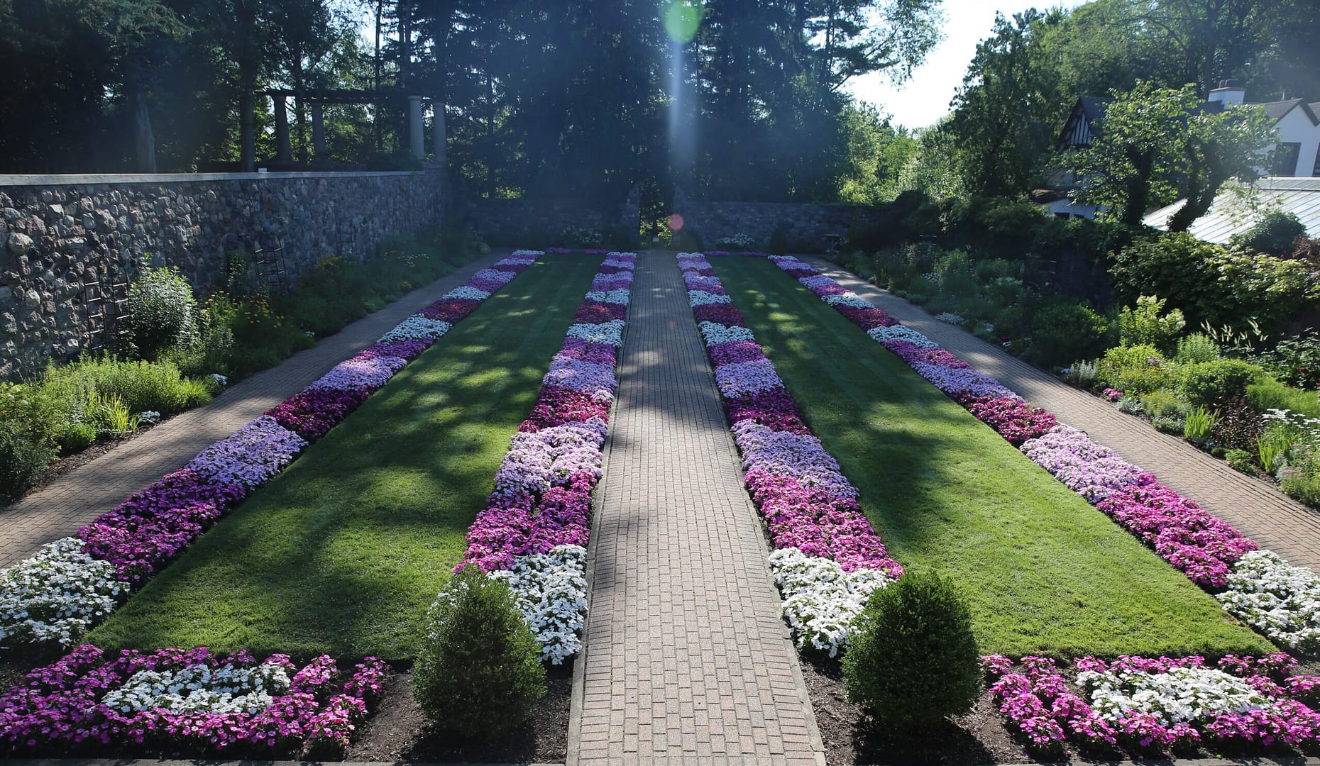 a garden of purple and white flowers in a lined pattern, a pathway in the middle