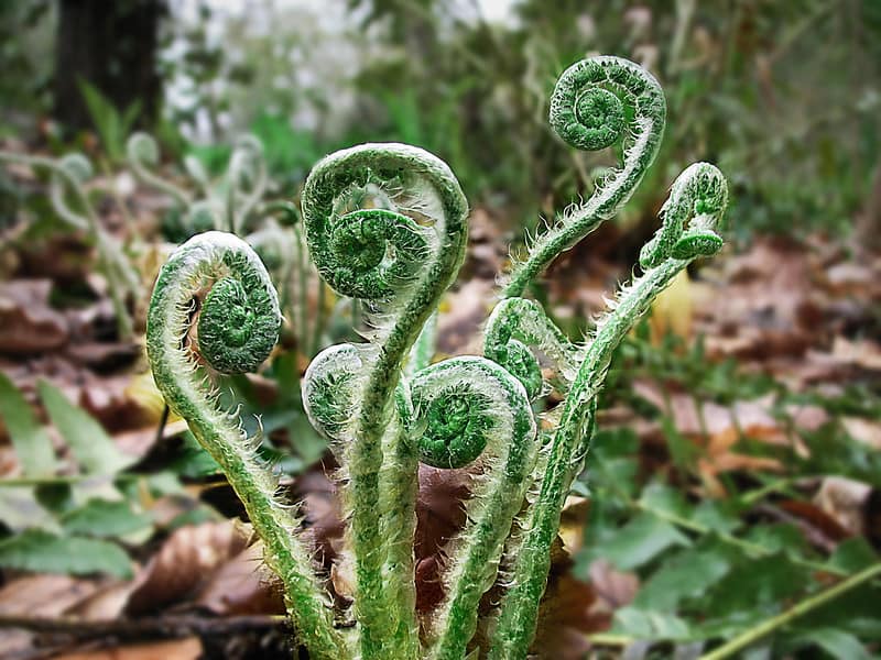 Close-up of young fern fronds unfurling from the ground, covered in fine hairs, surrounded by fallen leaves and soft greenery—symbolizing growth, imperfection, and learning through natural progression.