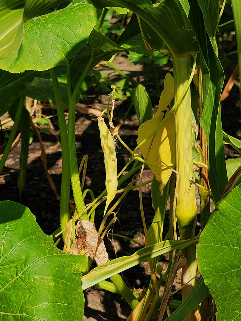 corn-bean-squash-scaled.jpg
