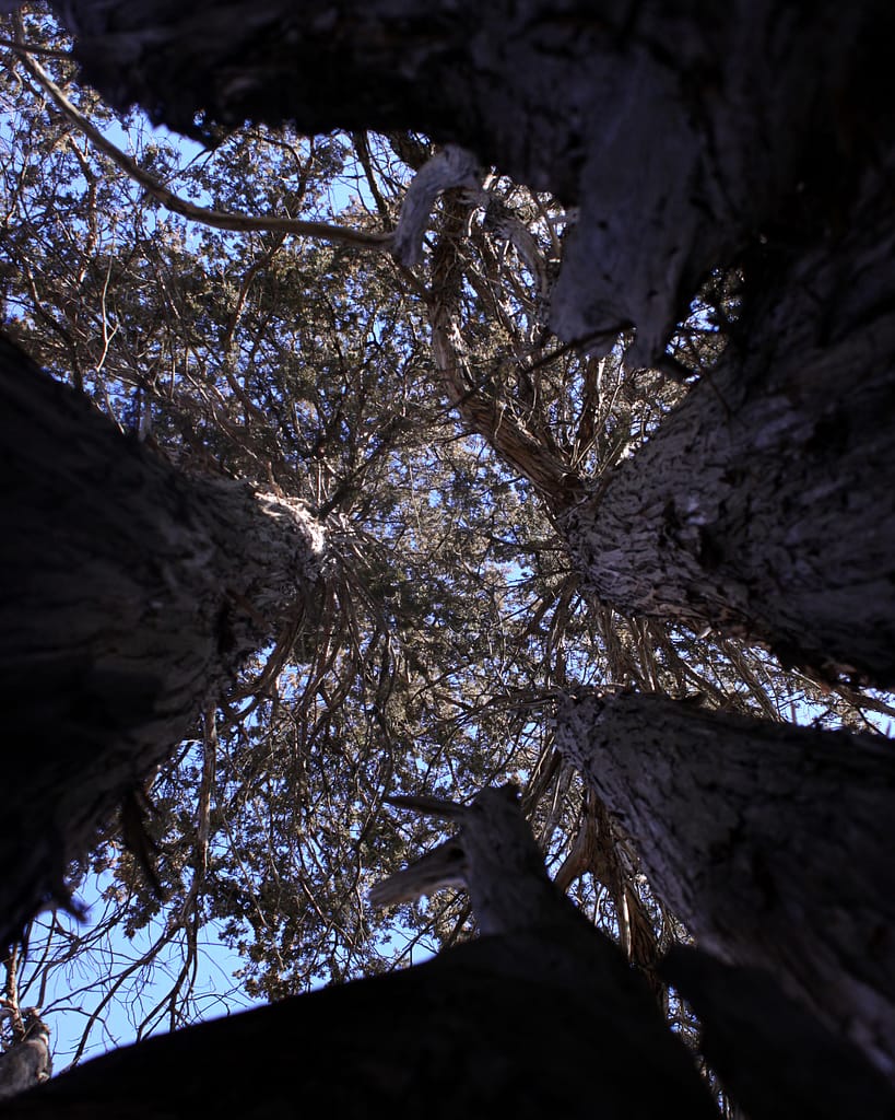 Tall trees from the perspective of a person on the ground
