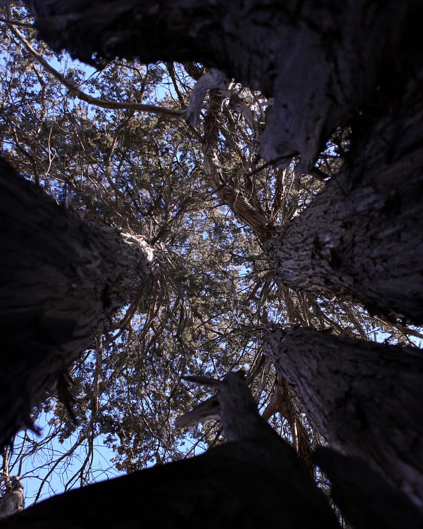 Upward view from the base of a cluster of tall trees with textured bark, looking toward the sky through dense branches and leaves against a clear blue backdrop. Evokes a feeling of the passage of time.