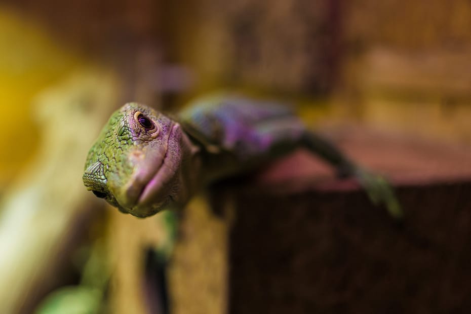 A lizard looks into the camera with a tilted head