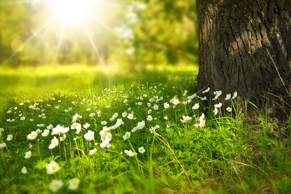 open field with green grass and tiny white flowers next to the stump of a tree with the sun in the background