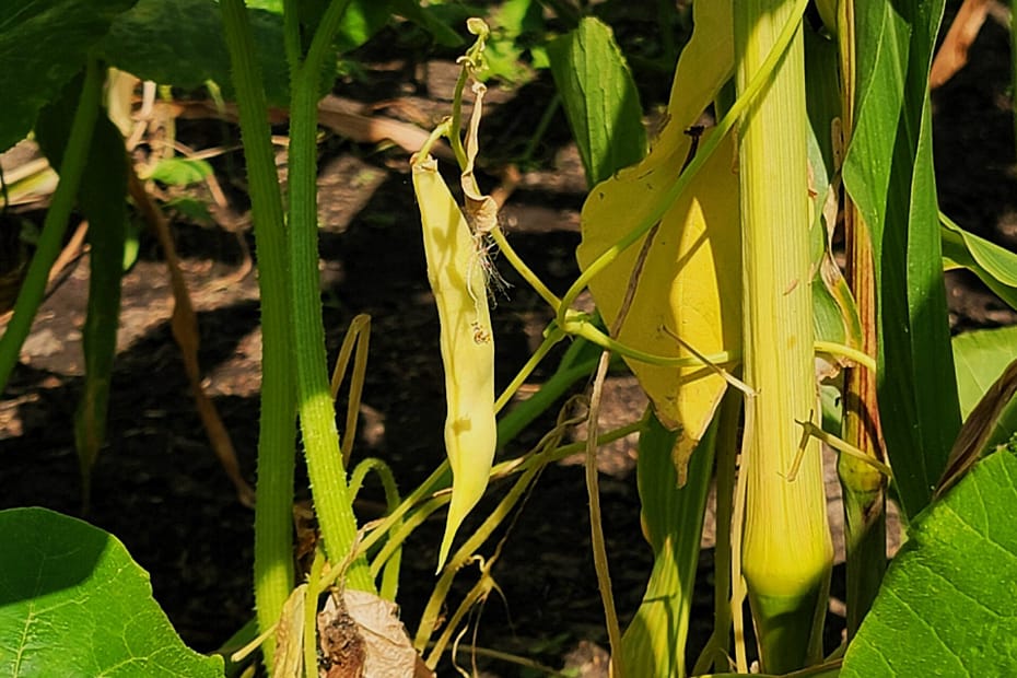 yellow bean pod growing on a vine climbing up a corn stalk surrounded by squach leaves